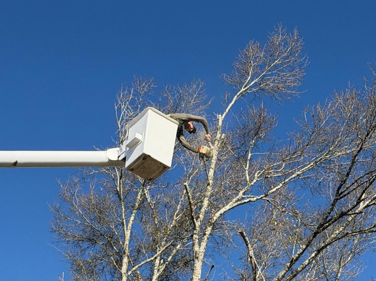 El Costeño Tree Service LLC